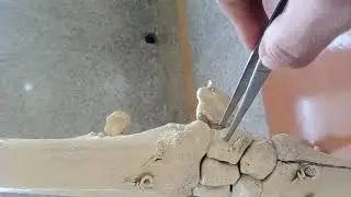 Radius and Ulna of Horse