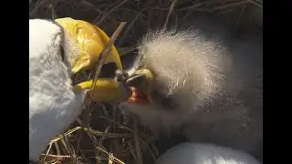 12-20-25 SWFL Bald eagles; E26's 2nd full day of growing, with M15 and F23.