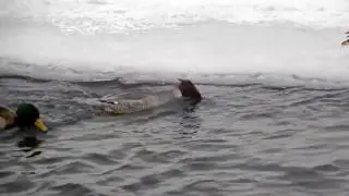 Mergus merganser