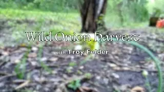 Wild Onion Harvest