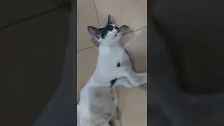 cat feeling freedom❤️ #cat#catlover#shortsvideo