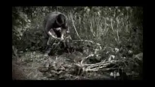 The Story of 100% Pure Organic Yacon Syrup - Free Shipping