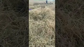 Puara me hag raha hai
