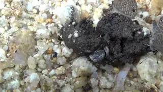【獣糞注意】思わず笑ってしまうタマオシコガネの仲間の必死なお仕事風景