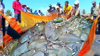 Amazing Rare Black Pomfret Fish Caught 😮😱 Wow ❗❗ unbelievable fishing video in asian Woow😱 Great 