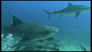 Cathedral tiger shark dive: Beqa Lagoon Resort in Fiji