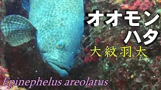 【 オオモンハタ 】普通に見かける高級魚　Epinephelus areolatus