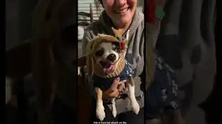 Hilarious Angry Dogs 😂🐶 | Funniest Dog Reactions & Barking Moments