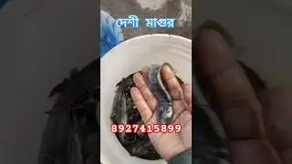 Desi mangur, দেশি মাগুর, देशी मांगुर #highlight #everyonefollowers #follower #friend#family #shorts