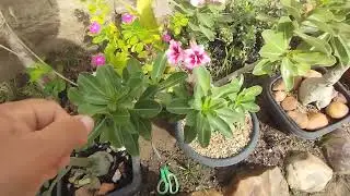 Replantei a bacia de 11:00 mostrando os patinhos e algumas plantas 🌿😍