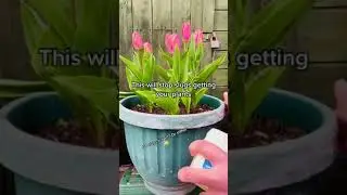 New gadgets 2021😍 Amazing tips to reduce slugs eating 🪲without presticides 🪴 Let's try💥