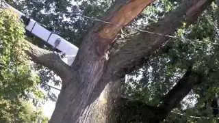 Arborists take 90 minutes to cut down huge Maple tree