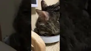 すばる氏喫食風景
