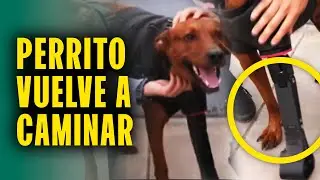 Perrito vuelve a caminar gracias a pr&oacute;tesis 3D