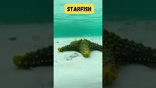 Ocean Crew 🌊 | Fun Sea Creature Song for Kids | Learn About Ocean Animals | #abcd #kids #shorts