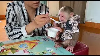 Cute Baby Monkey BinBin With Mommy Watching Phone And Eating Yogurt