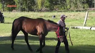 Carreras de Caballos y Raid Pista Dutra 15-11-25
