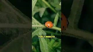 These tiny heroes make our world better! Which insect surprised you the most?