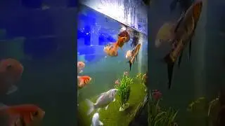 Kiliga Gold Fish#youtubeshorts #fish #ytshorts #ytshort #tandingshort #minivlog #vlogs #fishvlogs