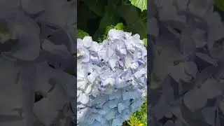Flores de #HORTENSIA