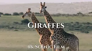 Giraffes 4K - Breathtaking Scenic Film With Relaxing Music