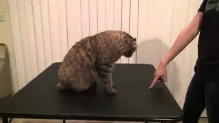 Trained Cat- Highlander Samson