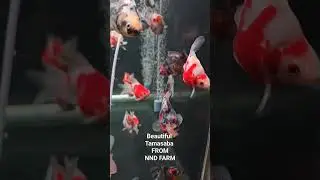 tamasaba Goldfish from NND #nnd #tamasaba #ทามะซาบะ #goldfish #fish #aquarium #aquascape #beautiful