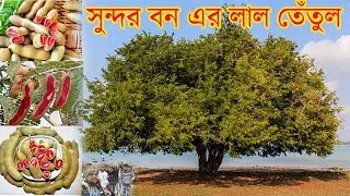 'লাল' তেঁতুল যা শুধু সুন্দর বনে পাওয়া যায়। 