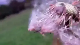 FREE HD stock footage Dandelion in the wind slow motion   Free to reuse HD