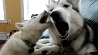 Siberian Husky Puppies Play-Fighting [HD]