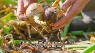 more than just an onion: Skillful Harvesting