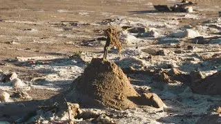 dia 12 - Piscinas Naturais em Maragogi