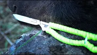 Idaho Spring Bear 2019 - Teaser