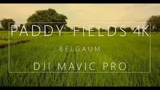 Belagavi Paddy Fields Cinematic Drone Video 4K - DJI Mavic Pro Footage