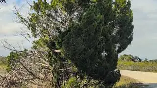 Freedom the Parrot Birding from Backseat of Car, Cabbage Palm Trees & Eastern Red Cedar Black Point!