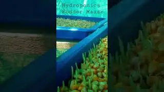 3rd Day #hydroponics #fodder #maize 🌽 #soillesscultivation #agr #dairy #feed