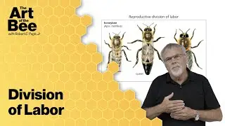 Division of Labor