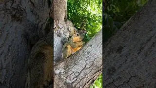 1 minute lunch with Squirrel Baby Mini #animals #summer #day #weather #time #food #eating #bangla #1