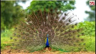 Uttarayan | Bird Treatment | Injury | Saving Avian Lives | JCT | Animal Welfare | NGO | Ahmedabad