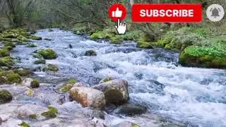 #forest #nature #relaxing #calm #forestambience #relaxingsounds #naturesounds # #4kforest #shorts