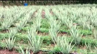 CULTIVO DE SABILA TECNIFICADO 3 ROLDANILLO