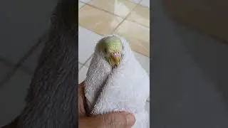 Liebe burung parkit lucu #birds #burung #parkit #aktivitaselke
