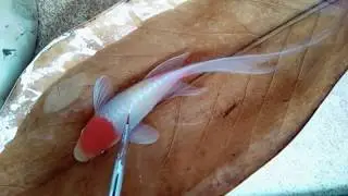 The Making of Koi Fish on a Leaf 3D Resin Painting