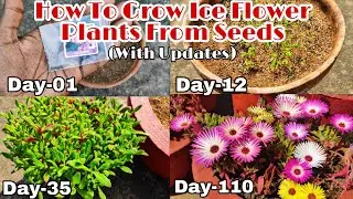 How To Grow Ice Flower Plants From Seeds To Flowering With Updates