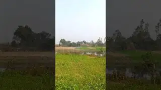 खेतों का नज़ारा #greenland #greenfield #village #khet #kheti #kisan #villagelife #villagevlog #yt.
