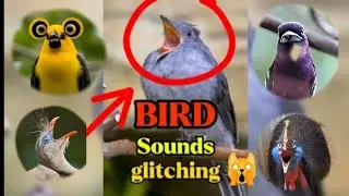 Most Funny, Bizarre and Unreal Bird Sounds Ever Recorded🙀You Won't Believe if you Hear This Sounds😱