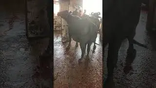 Murrah Buffalo #kingofcolony #cow #bull #cattle #murrahbuffalo