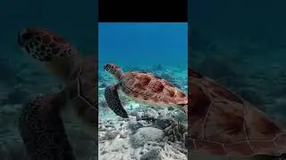 swimming turtle #wildlife