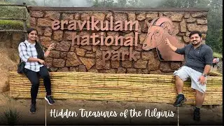 Munnar's Hidden Gems: Gap Road Adventure, Luxury at Shola Crown & Rare Wildlife in Eravikulam!