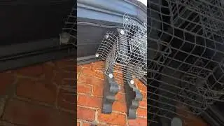 Squirrel Removal in Toronto | One-Way Door & Wildlife Proofing by Icon Pest